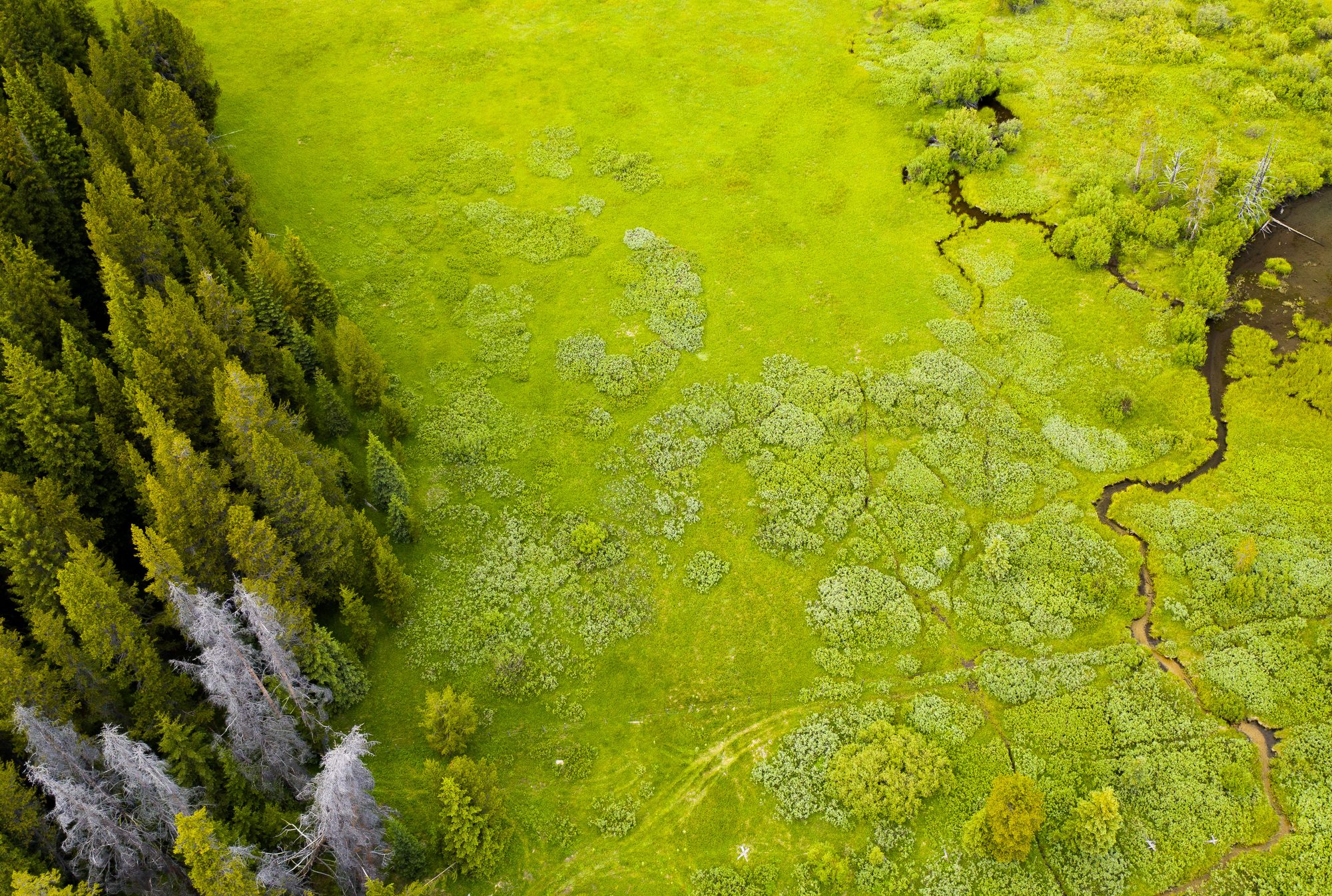 A creek winding through bright green Montana ground, from above