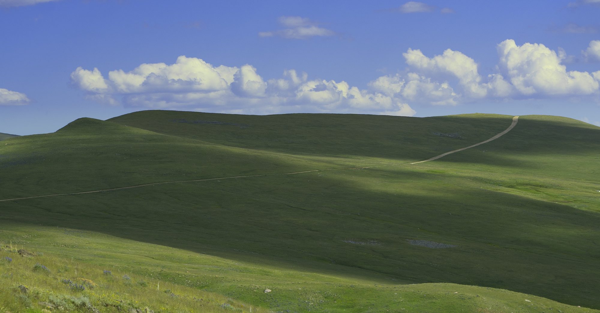 Rolling green Montana hills under a wide sky